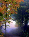 Autumn Fog by Cathy Butcher